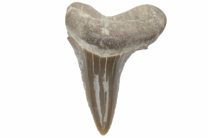 Bargain, Fossil Ginsu Shark (Cretoxyrhina) Tooth - Kansas #219158